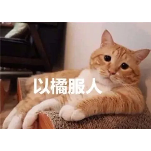 CuteCat3 - Sticker 24
