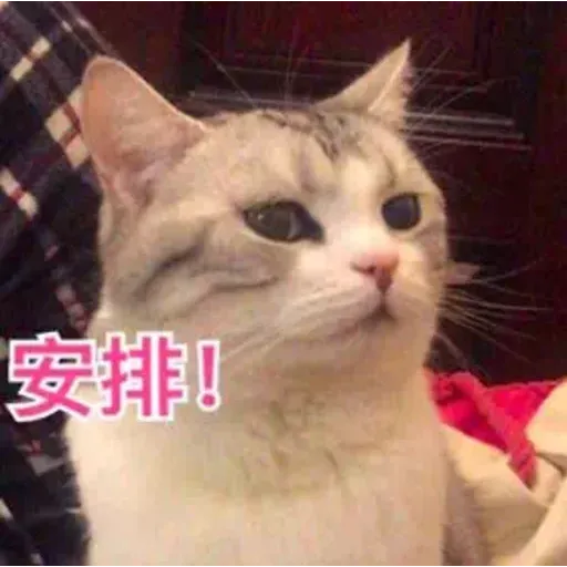 CuteCat3 - Sticker 20