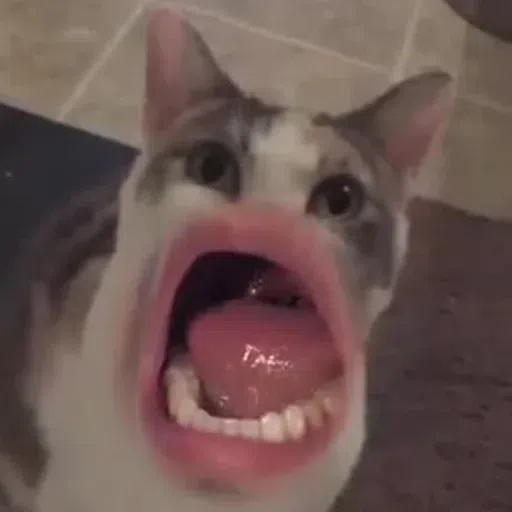 cat - Sticker 13
