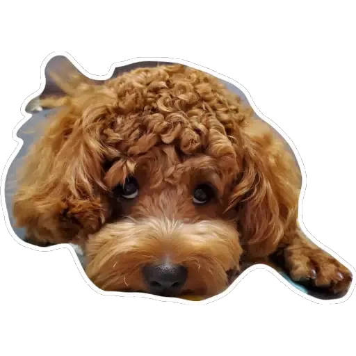 💗豆豆BB💗 - Sticker 19