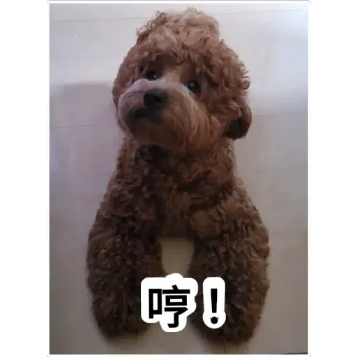 💗豆豆BB💗 - Sticker 9