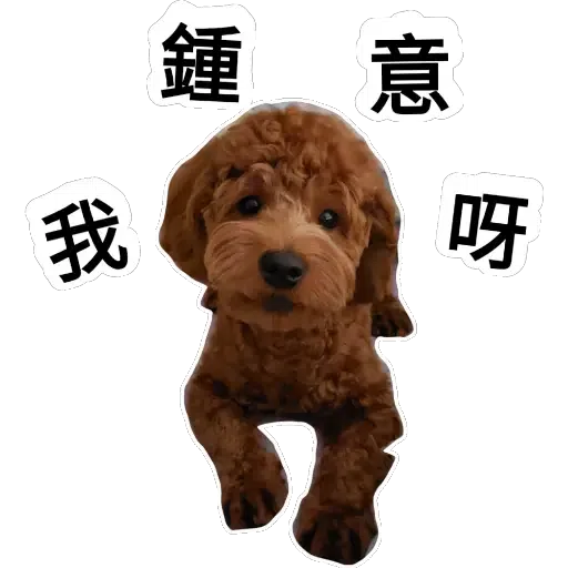 💗豆豆BB💗 - Sticker 12