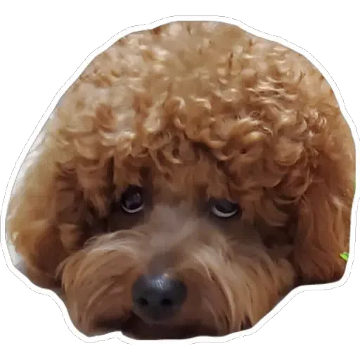 💗豆豆BB💗 - Sticker 11