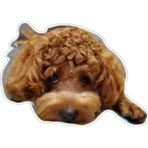 💗豆豆BB💗 - Sticker 22
