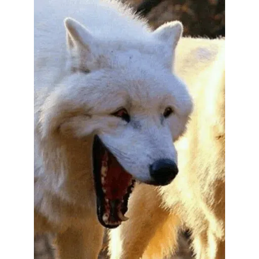 Meme - Sticker 19