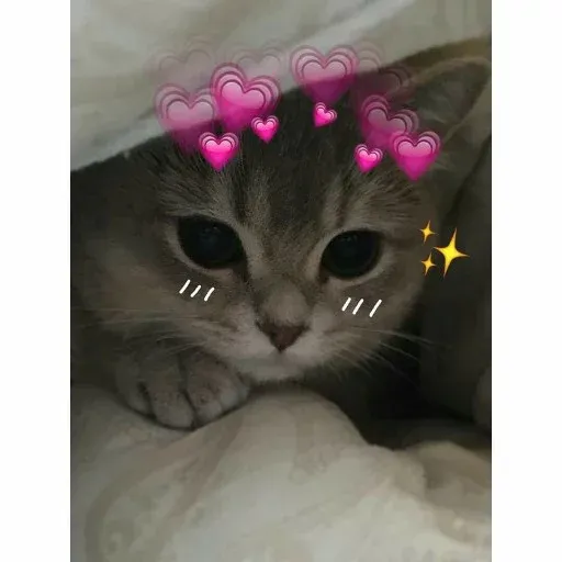 Cat2 - Sticker 18