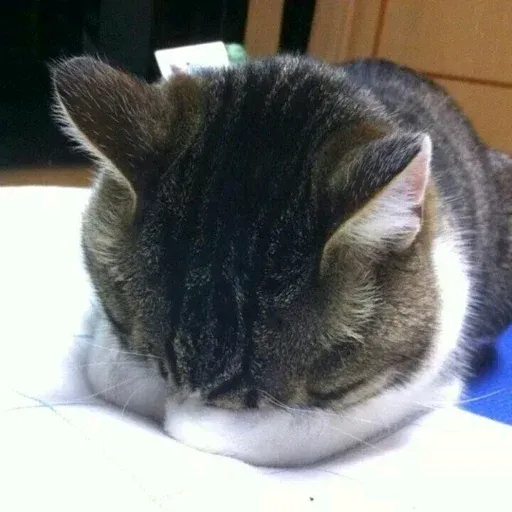 Cat2 - Sticker 11