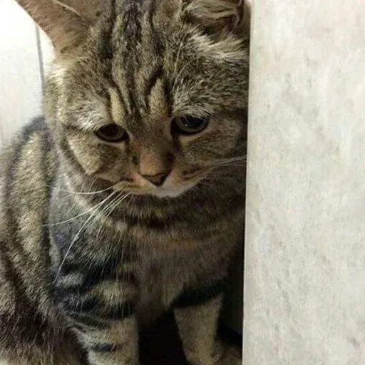 Cat2 - Sticker 9