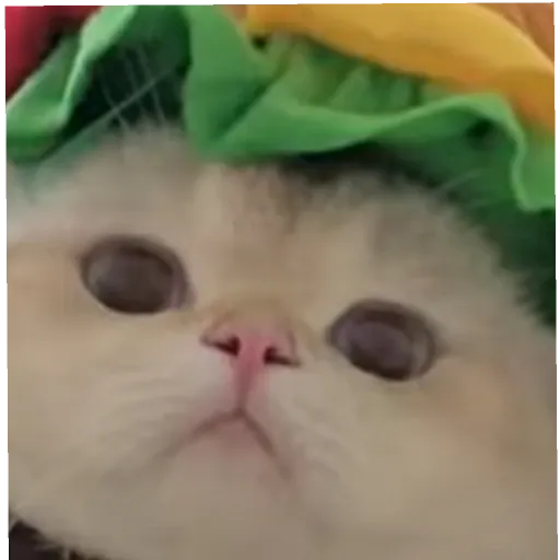 meow3 - Sticker 10