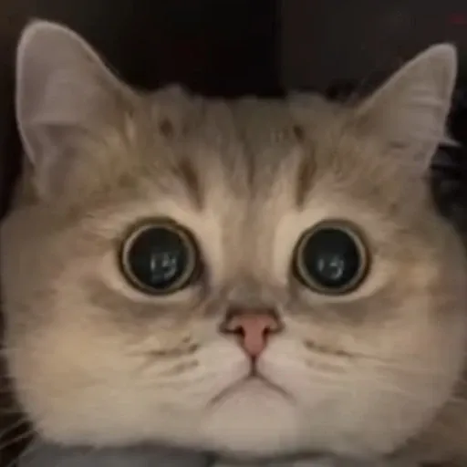 meow3 - Sticker 12