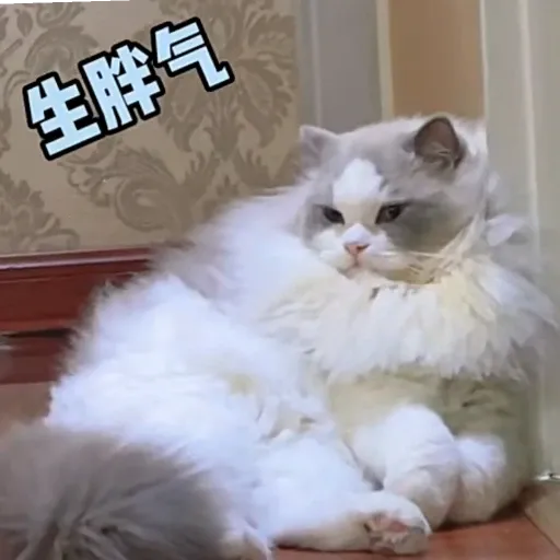 meow3 - Sticker 9