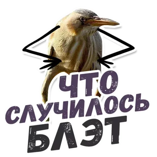 Blet - Sticker 15
