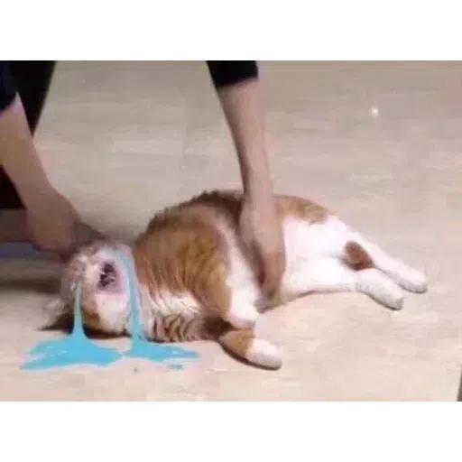 Cat4 - Sticker 13