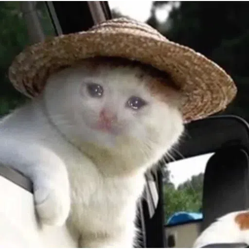 Cat4 - Sticker 16