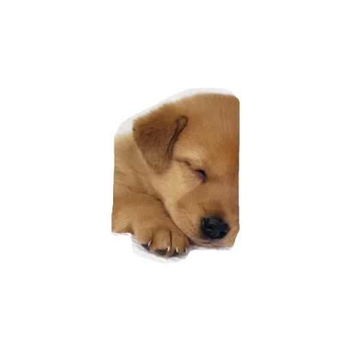 милые собаки - Sticker 11
