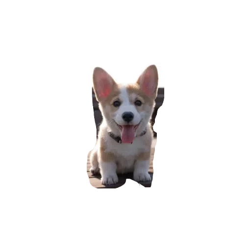 милые собаки - Sticker 9