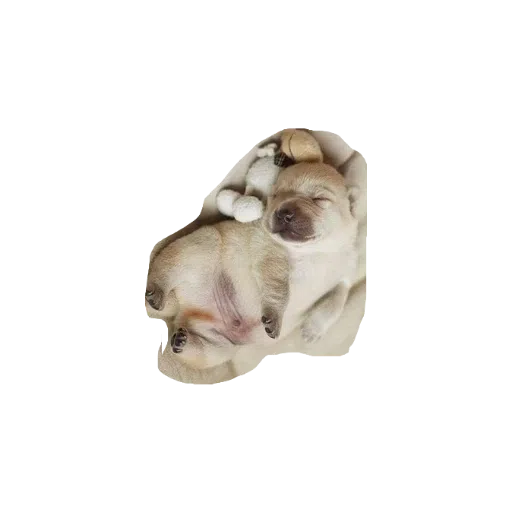 милые собаки - Sticker 13