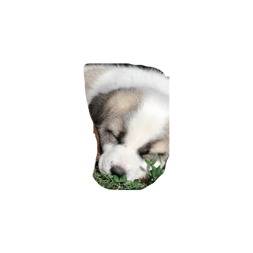 милые собаки - Sticker 12