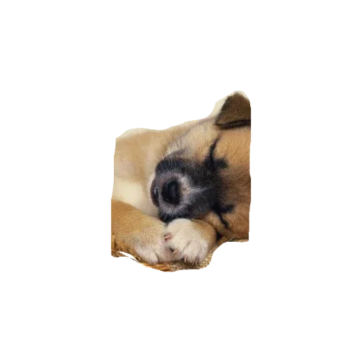 милые собаки - Sticker 10