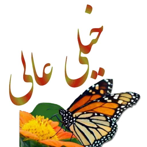 مراد اکبری - Sticker 30