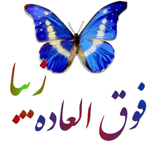 مراد اکبری - Sticker 15