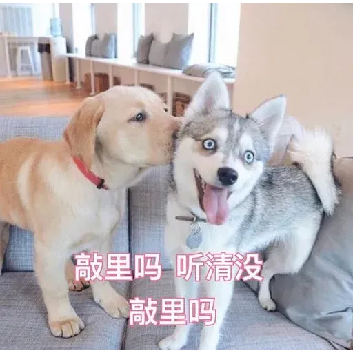 Cat and dogs - Sticker 18