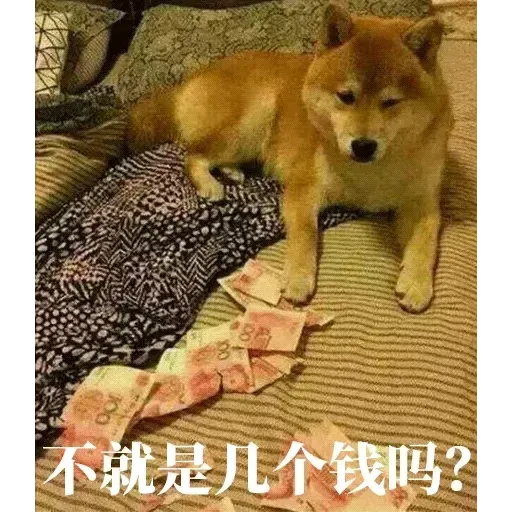 Cat and dogs - Sticker 9