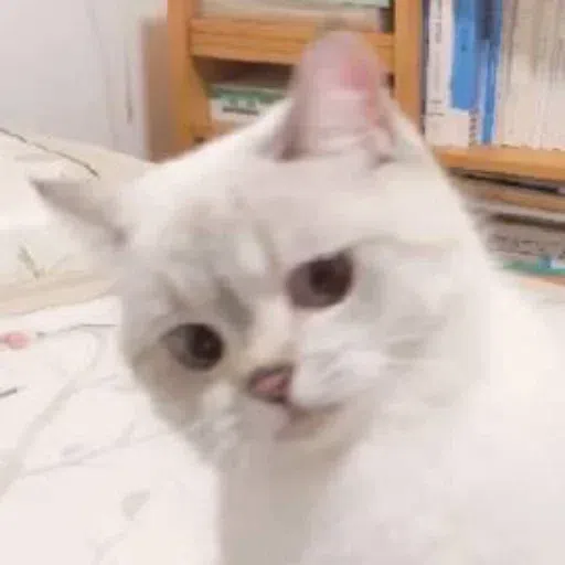Meow - Sticker 14