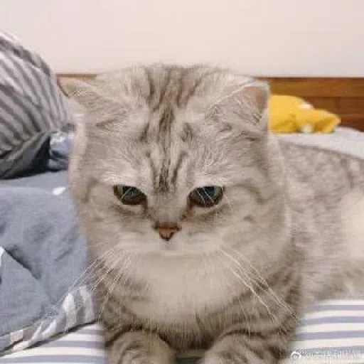 Meow - Sticker 11