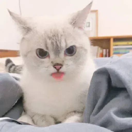 Meow - Sticker 15