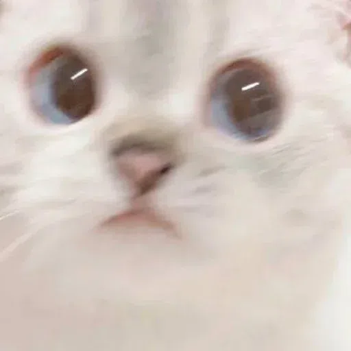 Meow - Sticker 17