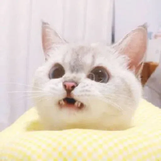 Meow - Sticker 29