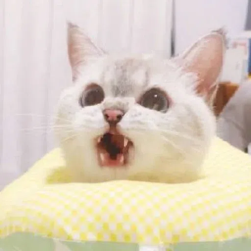 Meow - Sticker 9