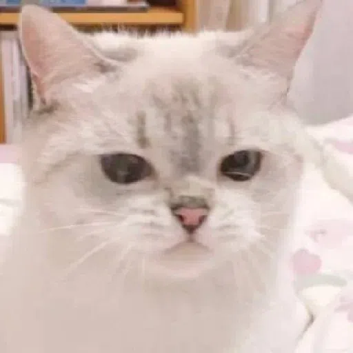 Meow - Sticker 12