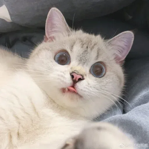 Meow - Sticker 19