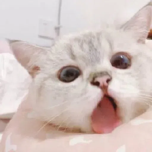 Meow - Sticker 23