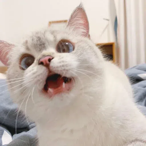 Meow - Sticker 21
