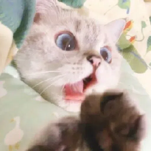 Meow - Sticker 22