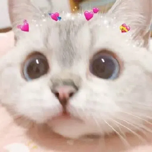 Meow - Sticker 10