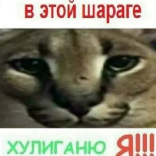 шлёпанцы - Sticker 27