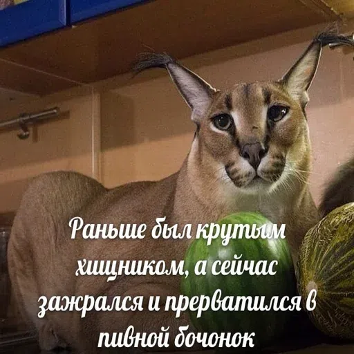 шлёпанцы - Sticker 13