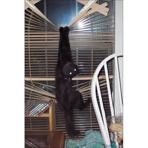 Black Cat 2.0 - Sticker 29