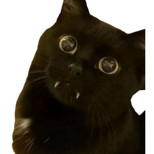 Black Cat 2.0 - Sticker 10
