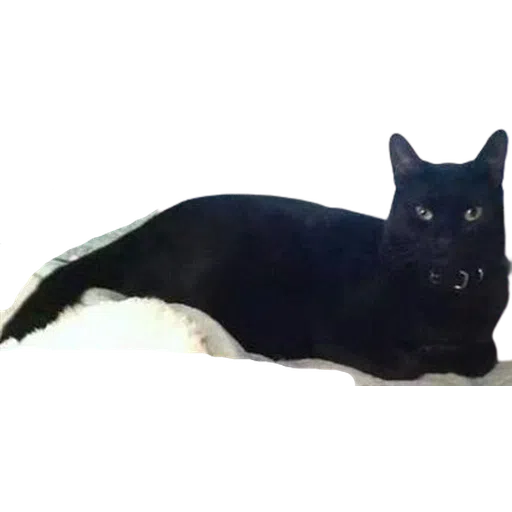 Black Cat 2.0 - Sticker 17
