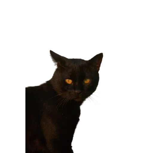Black Cat 2.0 - Sticker 19