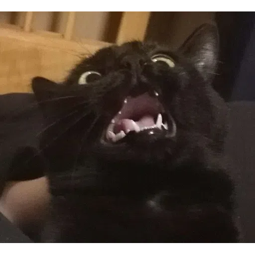 Black Cat 2.0 - Sticker 28