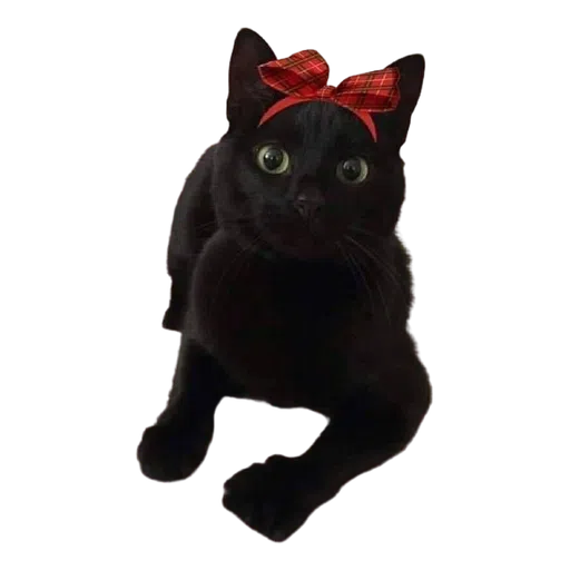 Black Cat 2.0 - Sticker 12