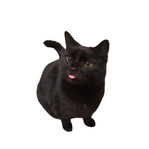 Black Cat 2.0 - Sticker 13