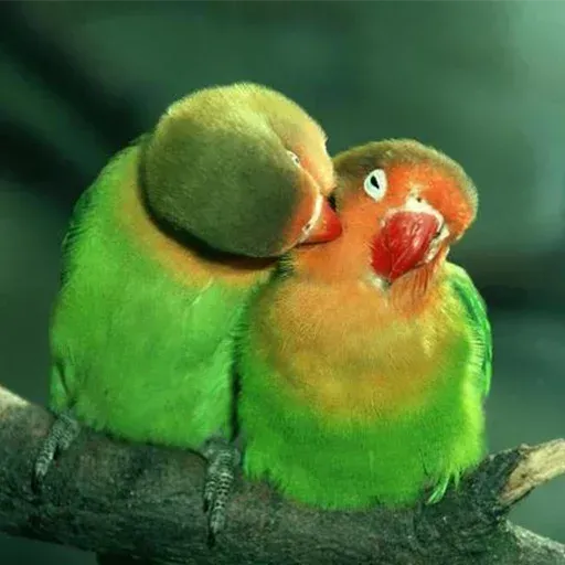 Bird 1 - Sticker 20