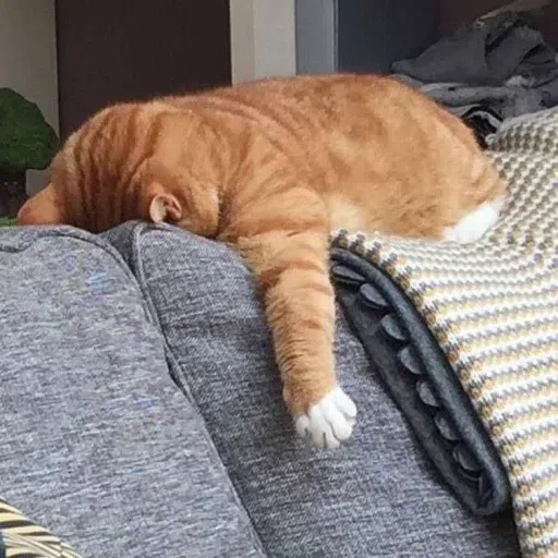Meow meme - Sticker 12